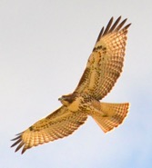 Hawk Picture