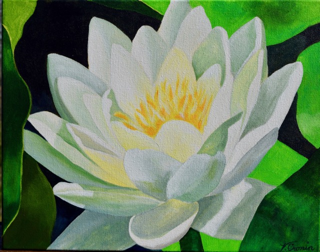White Water Lily <br> 11X14