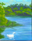 Web Site - 016 - Swan on Falls Lake.jpg