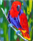 Web Site - 041 - Parrot.jpg