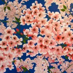 Web Site - 040 - Cherry Blossums.jpg
